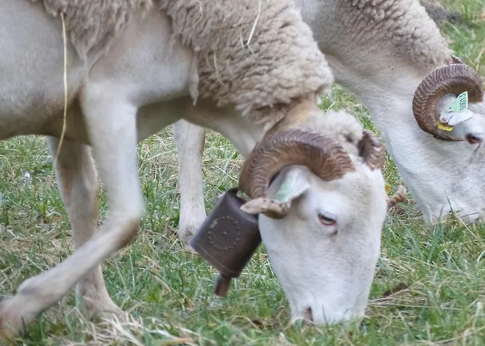 De L'escolan Vandrarhem *