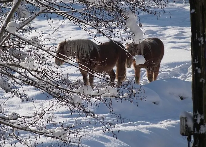 De L'escolan Vandrarhem Aulus-les-Bains